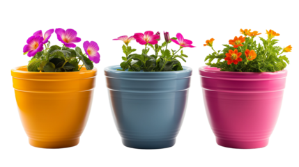 Small flower pots with bright-colored flowers
