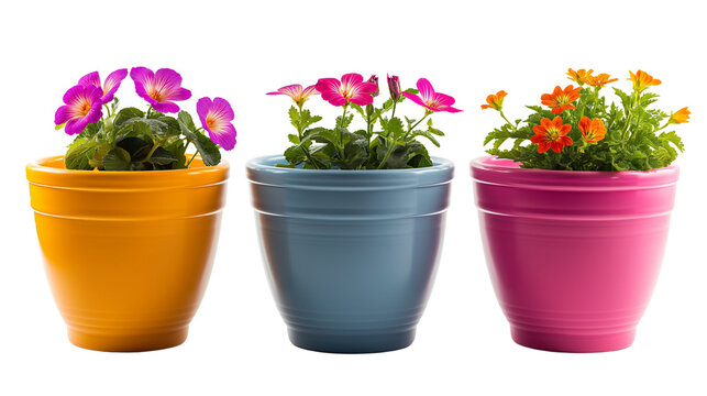 Small flower pots with bright-colored flowers