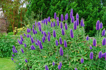 Beautiful purple 'Pride of Madera' shrub in a country garden in County Down