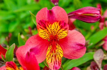 Close-up of a beautiful pink and yellow flower of St Martins Lily (Alstroemeria Ligtu) in a country garden in County Down