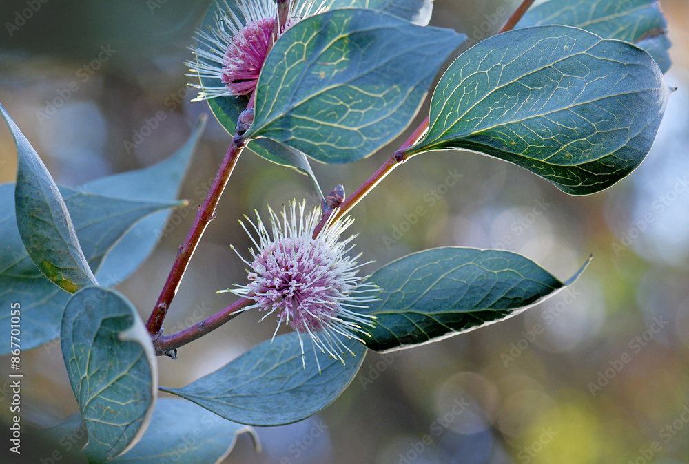 Wall mural Globular flowers and large blue green leaves of the Australian native Sea Urchin Hakea, Hakea petiolaris, family Proteaceae. Endemic to Darling Range, Western Australia. Flowers autumn winter