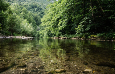 Landscape with mountain river with clear water. Mountain river and green forest