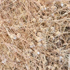 grass background
