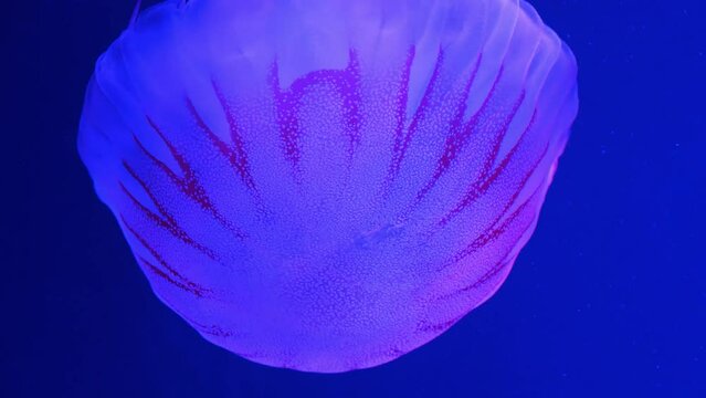 Medusa swims underwater. Beautiful jellyfish swim in aquarium under different colors of lighting. Jellyfish swims in big aquarium