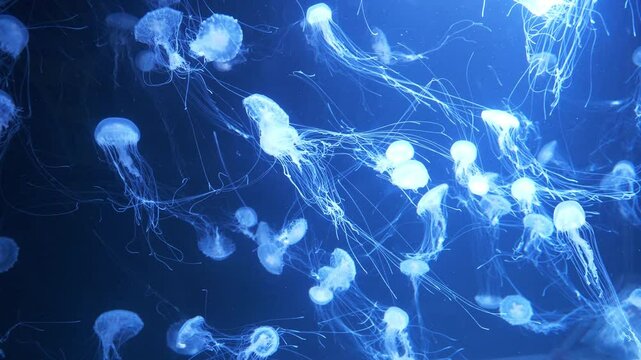 Beautiful jellyfishes swims in big aquarium. White medusas swims underwater
