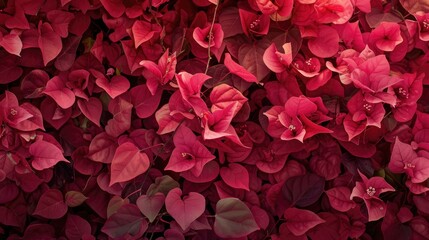 Fototapeta premium Crimson blossoms and leaf like structures of bougainvillea vine