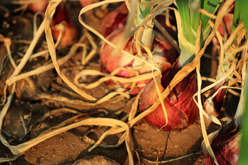 selective focus of the object Row of freshly cultivated organically grown onions in vegetable garden. Red Onion bulbs in soil, plantation in country garden, growing vegetables