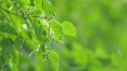 Tilia platyphyllos. Leaves of basswood in morning sun. Basswood tree leaf closeup showing seed pod and stems. Slow motion.