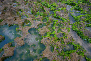 Sea rock moss background, Green moss on sea coral