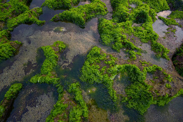 Sea rock moss background, Green moss on sea coral