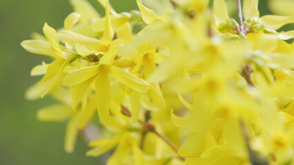 Branches with puffy yellow flowers. Forsythia flowers. Sunny. Shallow depth of field.