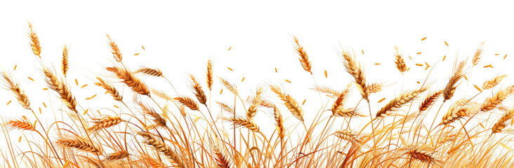 Classic Style Wheat Field Border with Golden Stalks isolated cut out dicut PNG on transparent for Advertising Banner