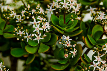 a  white flower of a blooming happiness tree in closeup