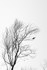 Dry branches silhouette under white sky