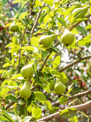 Pears among leaves. Green unripe pears on a branch. Fruits close-up.