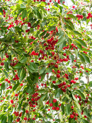 ripe red sour cherries on the branch in the berry orchard
