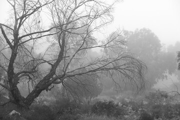 Eucalyptus forest covered by fog in the morning