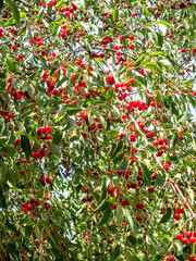 ripe red sour cherries on the branch in the berry orchard
