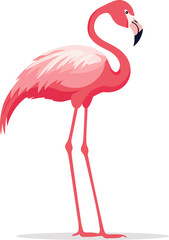 Flamingo vector. Birds of Amazonian forests in flat design illustration. Fauna of South America. Colorful flamingo for icons, posters, children's books illustrating. Isolated on white.