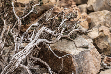 Driy Thymelaea Hirsuta plant in the mountain in Spain