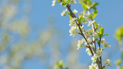 Obraz premium Blossoming of white petals of cherry flower. Flowers on tree or shrub. Slow motion.