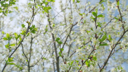 Fresh white flowers. White flowers on a tree. Tree branch trembling in the wind. Slow motion.