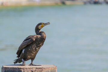 Cormorant is standing on a post by a body of water