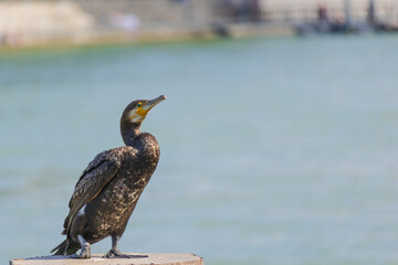 Cormorant is standing on a post by a body of water