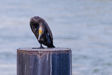Cormorant is standing on a post by a body of water