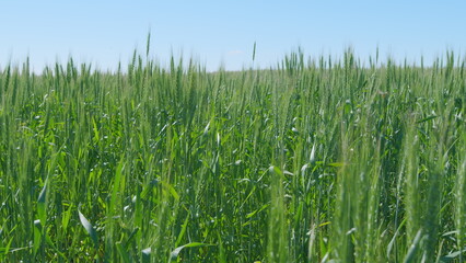 Obraz premium Green wheat swaying in the wind. Wheat ear in grain field. Ripening ears of wheat field. Ripe stakes field.