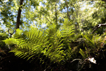 Fougères dans un sous-bois