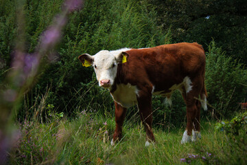 cow in a meadow