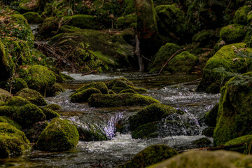 Small waterfall in forest