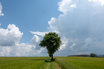 Obraz premium A row of trees along a hiking path in a green summer meadow against cloudy sky