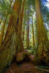 Giant redwood trees in a forest in the Redwood National and State park near Crescent City California