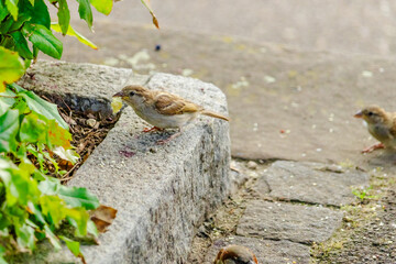 A small bird is eating food on the ground