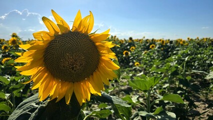 Sunflower in the field