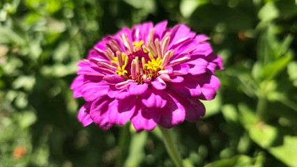 Beautiful purple flowers with green background