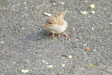 A small bird is eating food on the ground