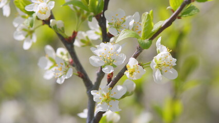 Cherry blossom branch with white flowers in full bloom. Garden of cherry trees. Slow motion.