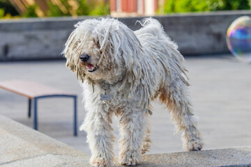 A white dog with long hair is standing on a ledge