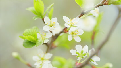 Blossoming of white petals of cherry flower. Flowers on tree or shrub. Slow motion.