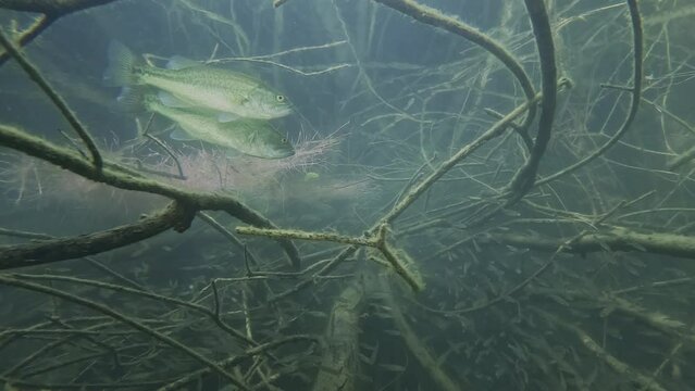 Two splendid black bass wait to devour a school of bleak in a submerged bush. Check the gallery for similar footages.
