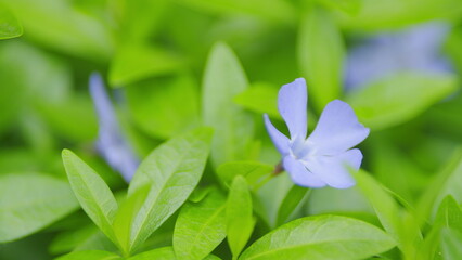 Vinca herbacea. Violet spring blossoms orvinca minor. Vinca minor sways blown by a breeze. Shallow...