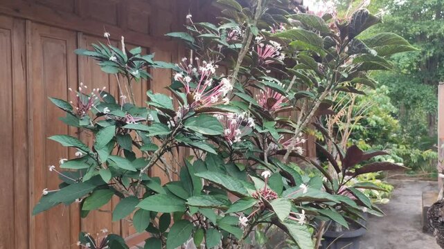 flowering clerodndrum plant