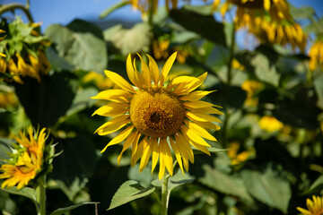 Fototapeta premium A sunflower in the foreground in a sunny field, Umbria region, Italy