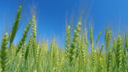 Sunlight bathing idyllic field of wheat swaying in wind. Low anlgle view. Ripening wheat field at summer day.