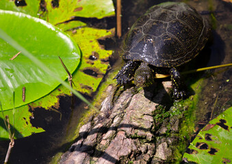 Turtle in the pond on the branch