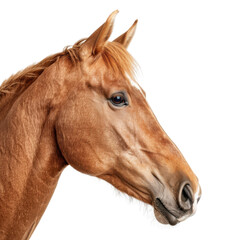 Fototapeta premium A close-up portrait of a brown horse with a white stripe on its forehead isolated on White background.. The horse is looking to the right of the frame.