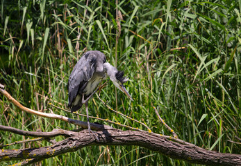 Heron grey Ardea cinerea in natural environment at Csepel island, Hungary